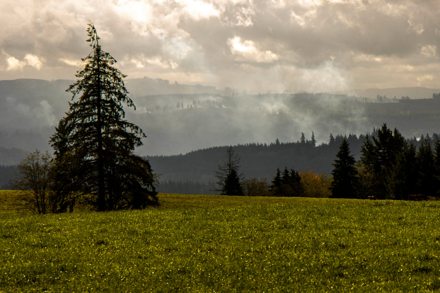 Grass and trees grow on a plot of land near Fire Mountain Farms Inc. in Onalaska in this October 2020 file photo.